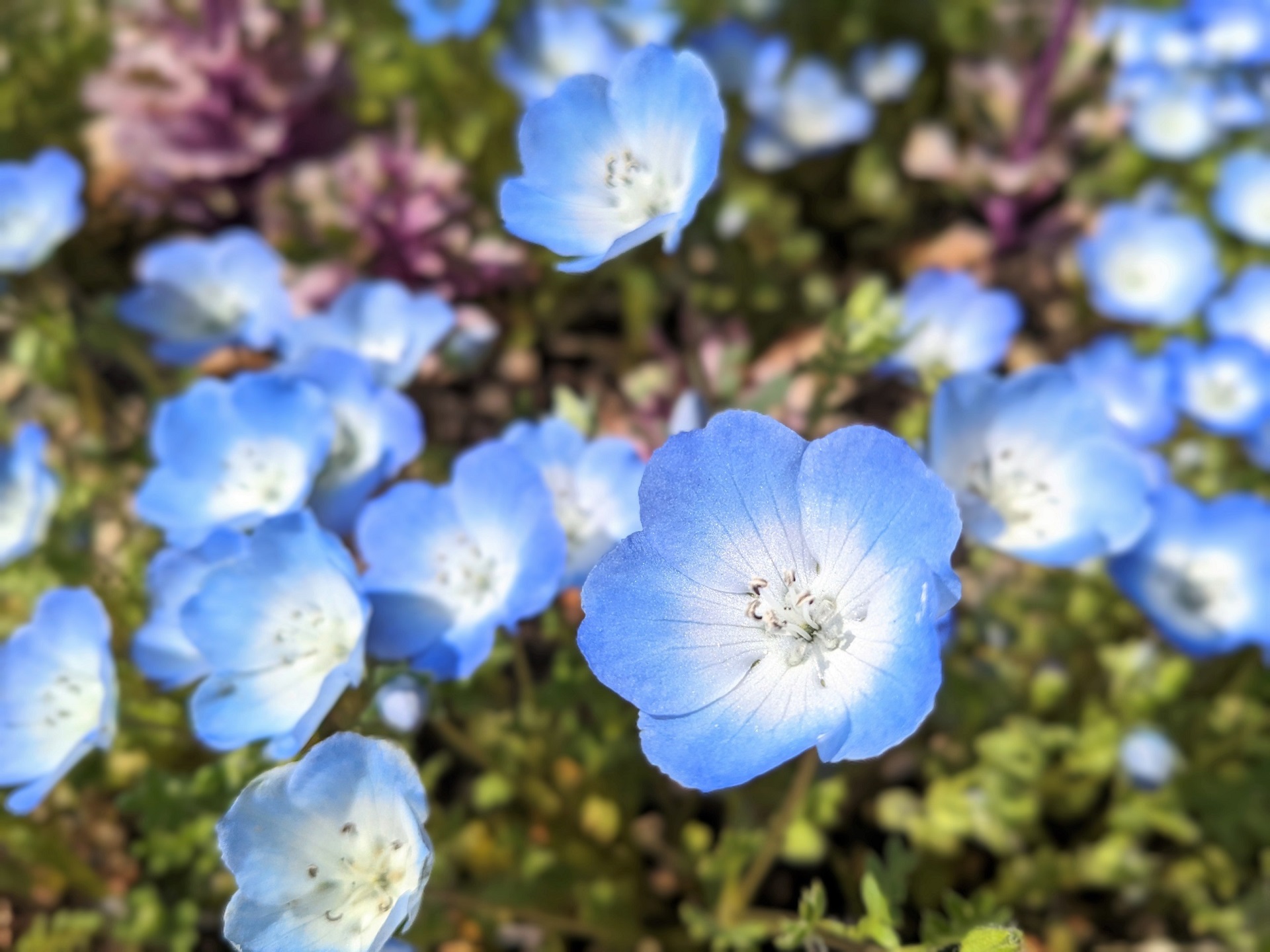 著作権フリー キレイな花の写真を商用利用したい人へ 壁紙 アイキャッチ画像 天国に一番近い個人旅行